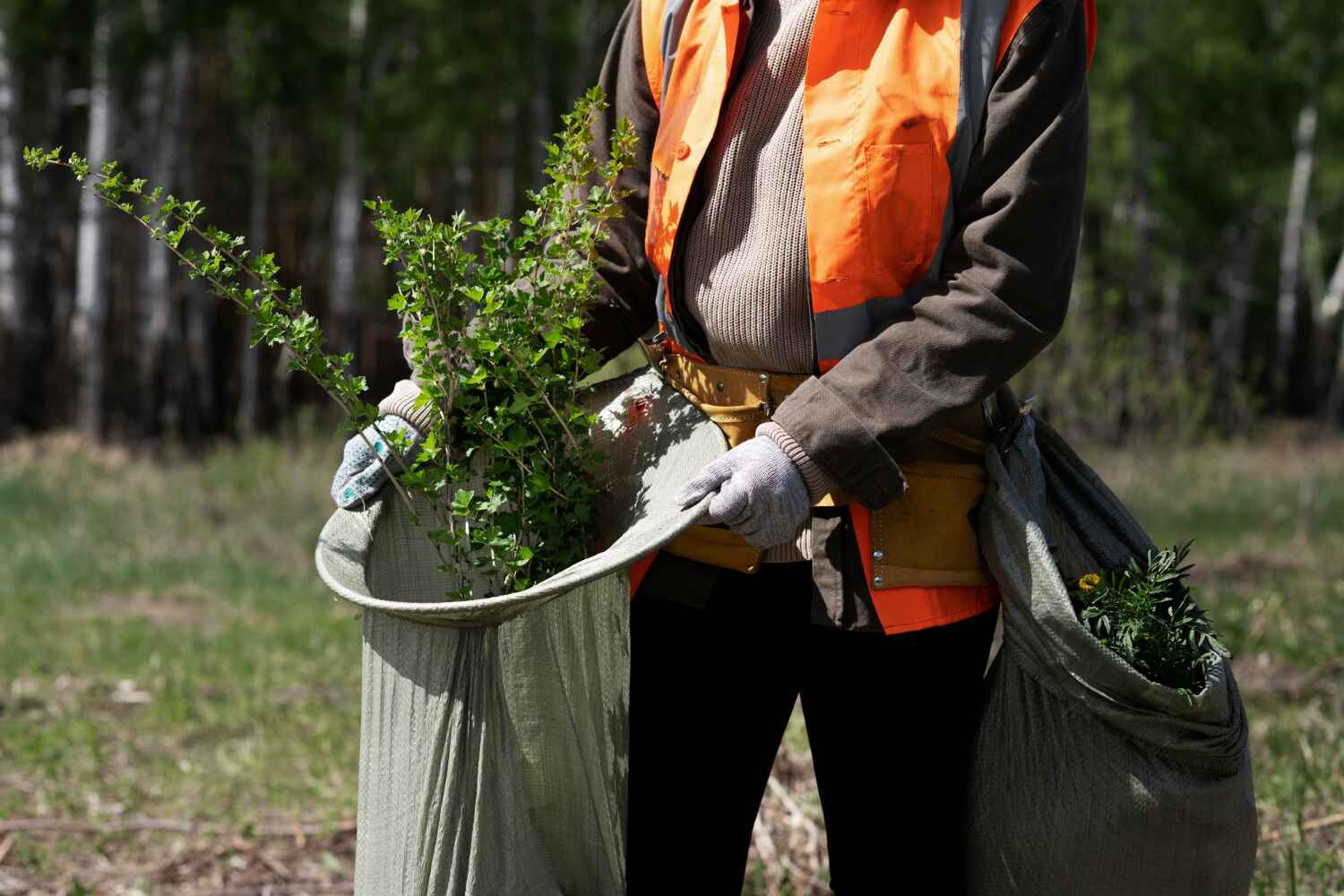 Best Tree Disease Treatment  in Towaco, NJ